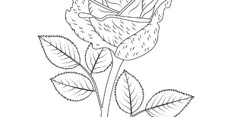 Tranh tô màu hoa hồng đẹp giúp thư giãn và rèn luyện