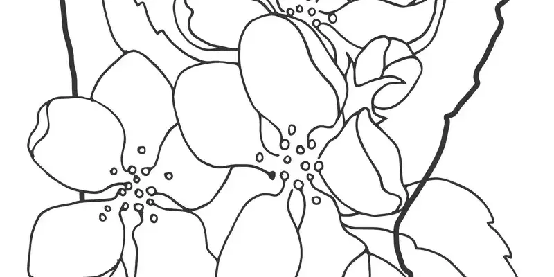 Tuyển chọn tranh tô màu hoa mai vàng rực rỡ đón lộc xuân