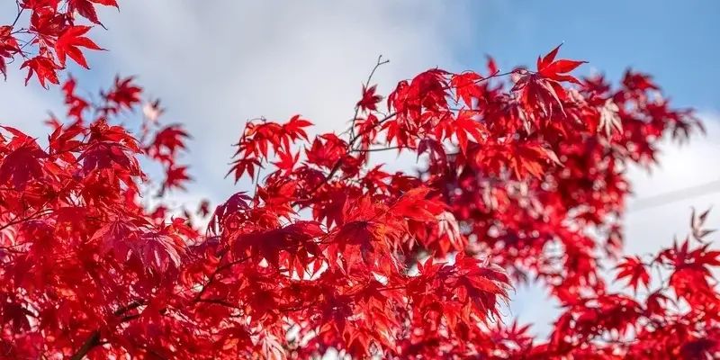 Khám phá những bức lá phong đỏ chất lượng cao tuyệt vời