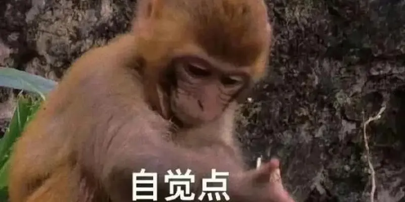 Top ảnh con khỉ meme hài hước khiến dân mạng cười ngất