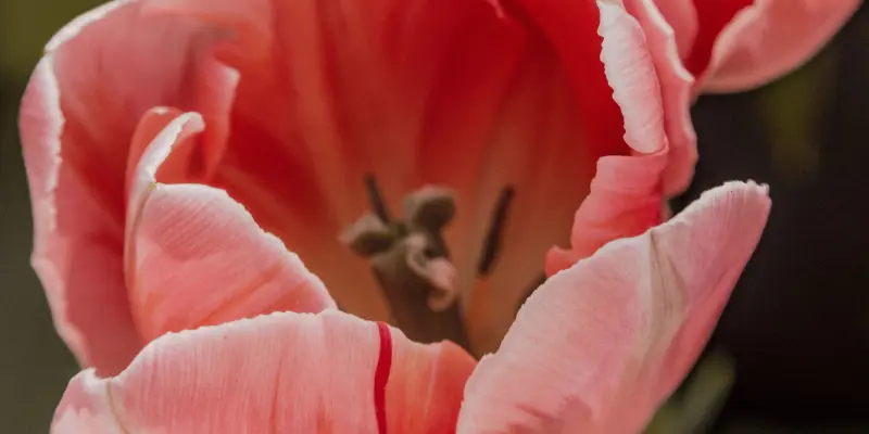 Tổng hợp 40 bức tranh tô màu bông hoa tulip tuyệt đẹp giúp bé phát triển tư duy