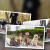 Expert tips for choosing a dog walker for an energetic breed in 2026