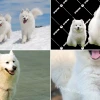 Cách xử lý tình trạng chó Samoyed hay sủa vô cớ hiệu quả nhất năm 2026