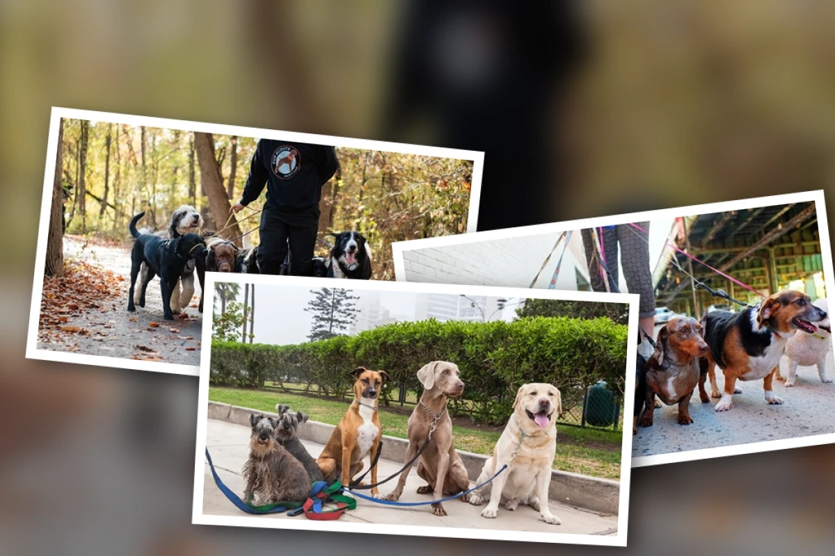 Expert tips for choosing a dog walker for an energetic breed in 2026