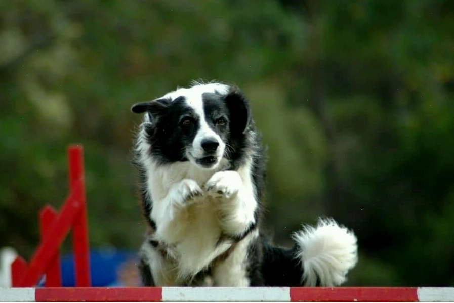 Professional strategies for managing high energy dogs during walks