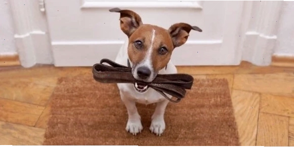 Searching for a qualified dog walker in a local park area