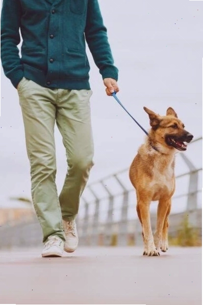 Shepherd dog focusing on its walker during an outdoor session