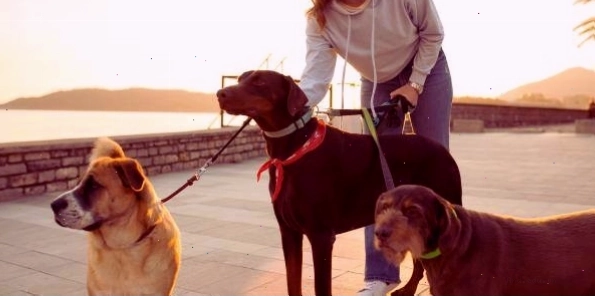Small group of dogs walking together in a controlled manner