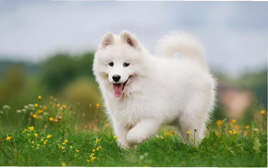 Chó Samoyed đang sủa lớn báo hiệu sự chú ý