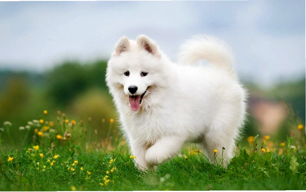 Dắt chó Samoyed đi dạo trong công viên
