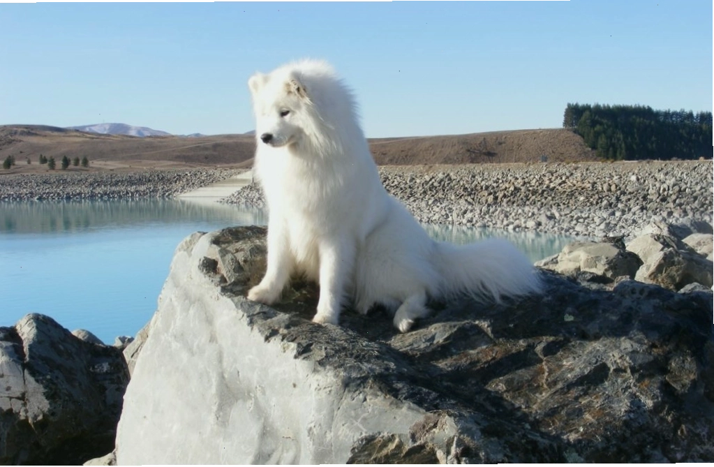 Kiểm tra sức khỏe cho chó Samoyed