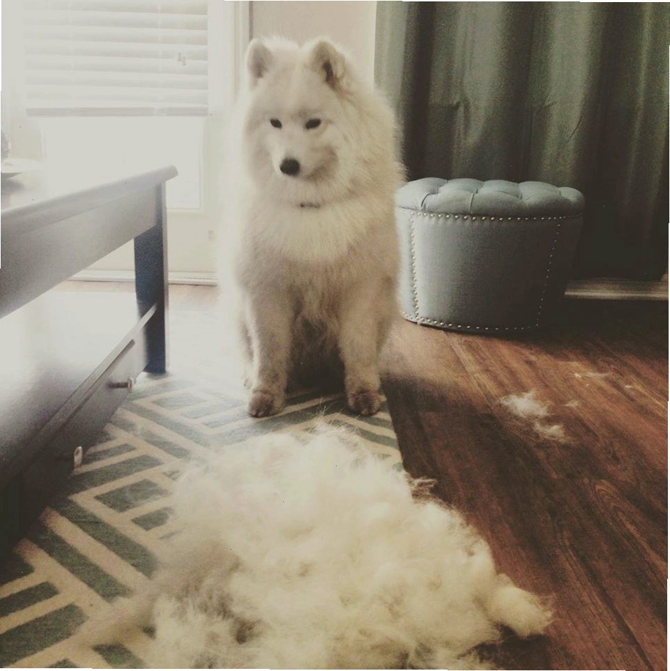 Người nuôi đang huấn luyện chó Samoyed ngồi yên