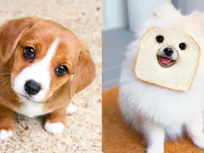 Avatar chó cute ngộ nghĩnh, siêu đáng yêu cho Facebook