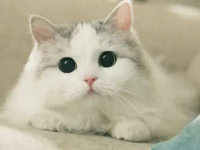 Chọn ngay avatar mèo siêu đáng yêu cho profile của bạn