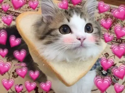 Những ảnh đại diện meme độc lạ khiến dân mạng mê mẩn