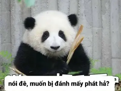 Bộ sưu tập ảnh meme chế hài hước khiến bạn bật cười
