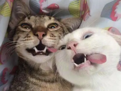 Tuyển chọn ảnh meme con mèo hài hước hot trend đang viral