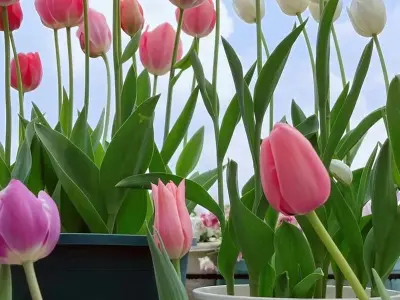 Ảnh avatar hoa tulip tượng trưng cho niềm vui và hy vọng