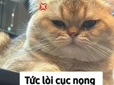 Cười nghiêng ngả với loạt cay meme cực bá đạo và chất