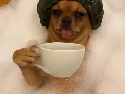 Cười ngất với những Chihuahua meme biểu cảm siêu lầy lội