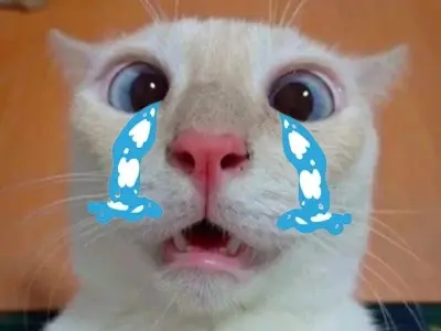 Bộ sưu tập crying cat meme khiến ai xem cũng phải bật cười