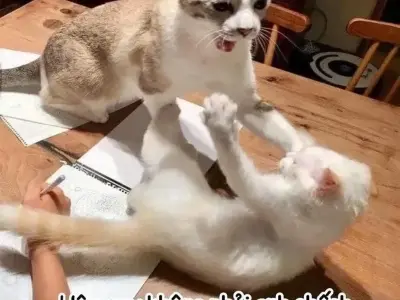 Loạt đánh meme cực hài hước khiến dân mạng cười ngất