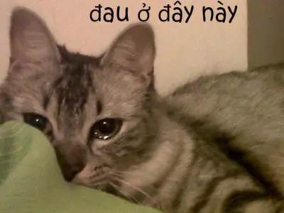 Cười nghiêng ngả với loạt đau ở đây này meme cực vui nhộn