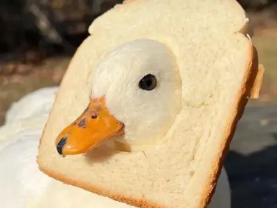 Bộ sưu tập duck meme hài hước khiến ai xem cũng cười