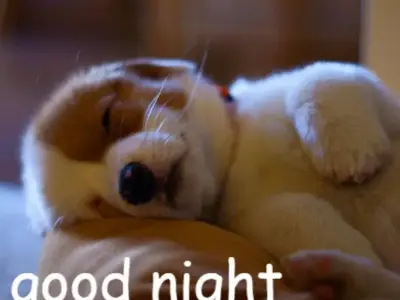 Good night meme vui nhộn lan tỏa năng lượng tích cực