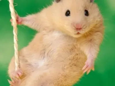 Hamster meme dễ thương khiến ai cũng phải bật cười