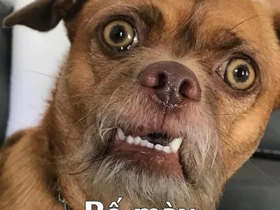 Cười thả ga với bộ sưu tập hình meme cực hài hước