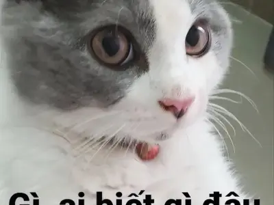 Tổng hợp meme ai biết gì đâu hài hước hot nhất hiện nay