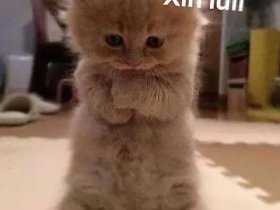 Meme cầu xin siêu vui giúp bạn “xin xỏ” theo cách độc đáo