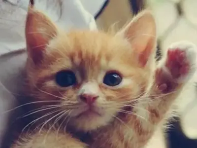 Cười thả ga với loạt meme chào cực dễ thương và dí dỏm