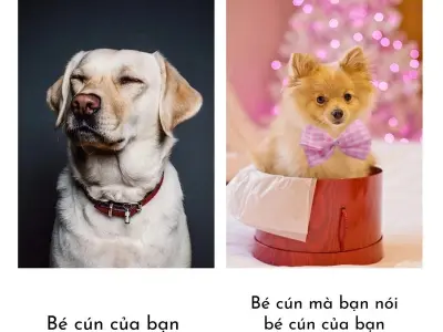 Cười sảng khoái với bộ sưu tập meme chó vui nhộn