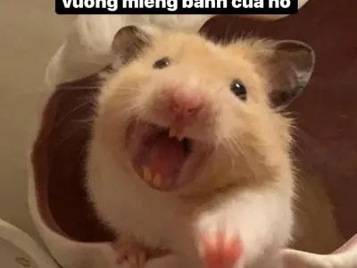 Những meme chuột vui nhộn nhất mạng xã hội hiện nay