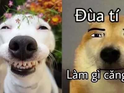 Bộ sưu tập meme cười hài hước khiến bạn bật cười