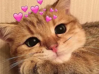 Bộ sưu tập meme cute siêu dễ thương khiến bạn thích thú