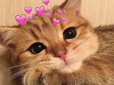 Ảnh meme đáng yêu vui nhộn mang lại tiếng cười mỗi ngày