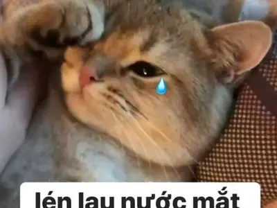 Meme đau khổ hài hước khiến bạn cười ra nước mắt