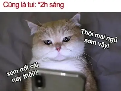 Tổng hợp meme đi ngủ hài hước giúp thư giãn mỗi tối