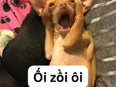 Tổng hợp meme dog ngộ nghĩnh đáng yêu và cực kỳ vui nhộn