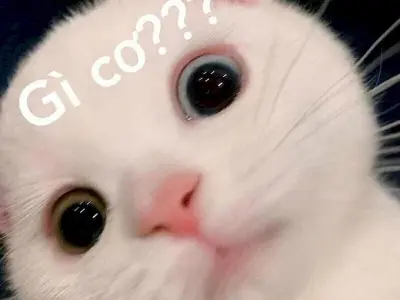 Cười ngất với loạt meme động vật cực đáng yêu và vui