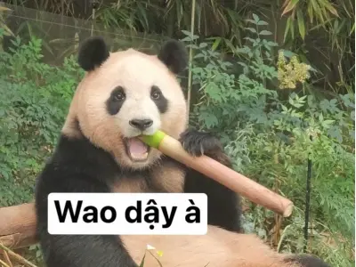 Cười thả ga với bộ sưu tập meme gấu trúc cực dễ thương