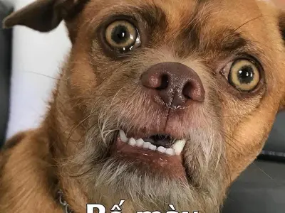 Tổng hợp meme hài hước giúp bạn cười thả ga mỗi ngày