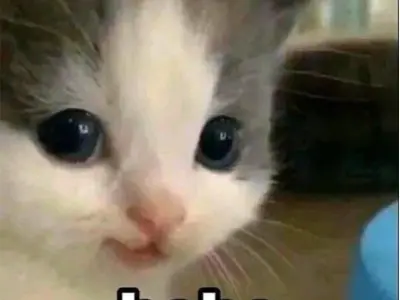 Tổng hợp meme hehe nổi tiếng khiến ai xem cũng thích