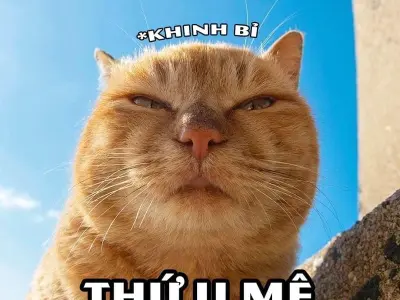 Cười xỉu với loạt meme khinh bỉ bá đạo lan truyền khắp mạng