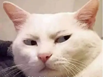 Meme khinh bá đạo dùng để đáp trả cực thâm mà hài hước