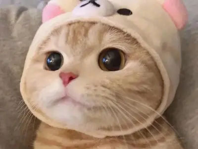 Tuyển chọn meme mèo buồn cảm động chạm đến trái tim