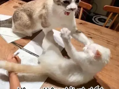 Bộ sưu tập meme mèo đánh nhau vui nhộn cực hấp dẫn